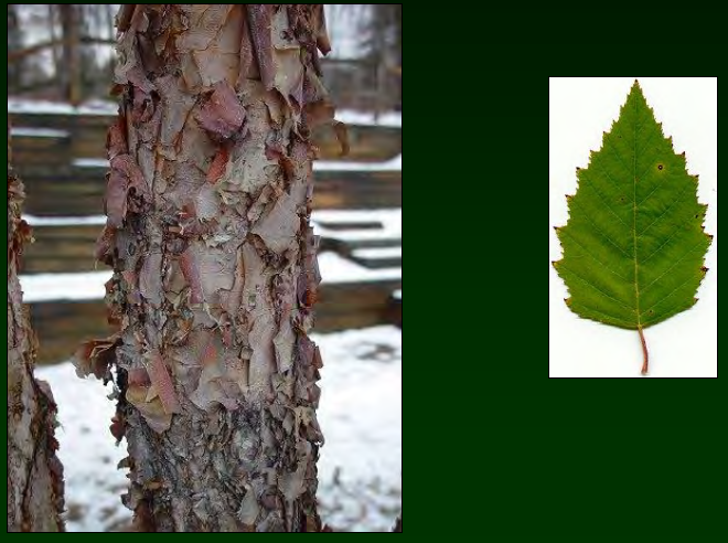 <p>•</p><p>Stream and river banks</p><p>•</p><p>Key Characters:</p><p>•</p><p>Arrowhead leaves with doubly serrate</p><p>•</p><p>2-ranked leaves</p><p>•</p><p>Peeling bark</p>