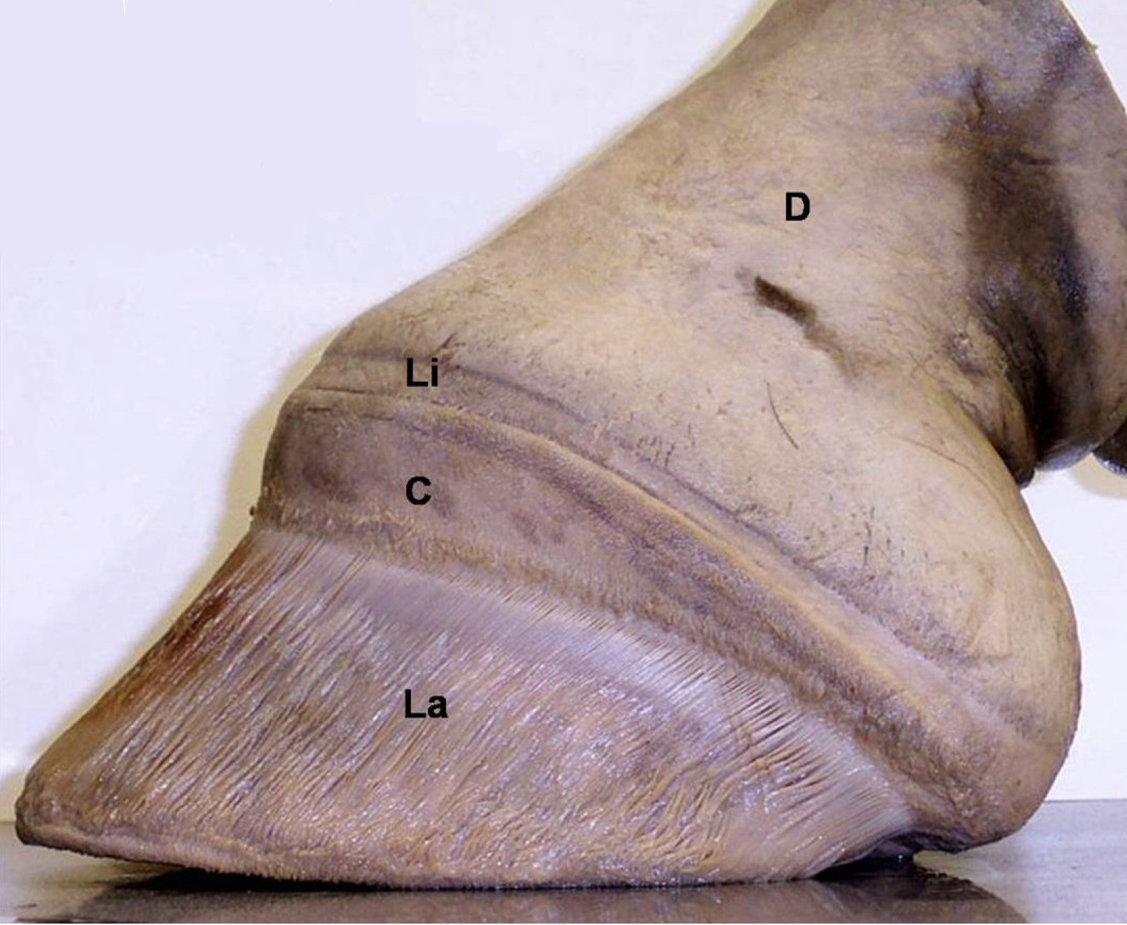 <ul><li><p>dermis of skin</p></li><li><p>perioplic corium</p></li><li><p>coronary corium</p><ul><li><p>overlying dermis synthesizes hoof wall</p></li></ul></li><li><p>lamellar corium</p></li></ul><p></p>
