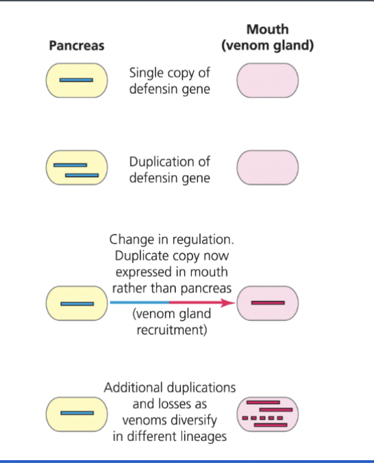 <p>pancreas to mouth(venom gland)</p>