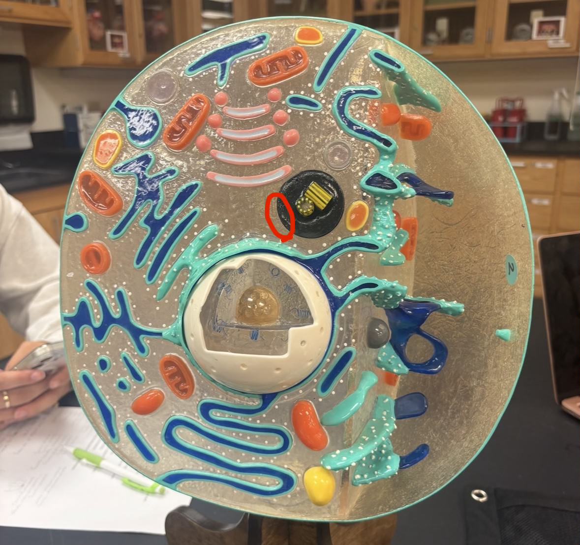 <p>Label the part of the cell</p>
