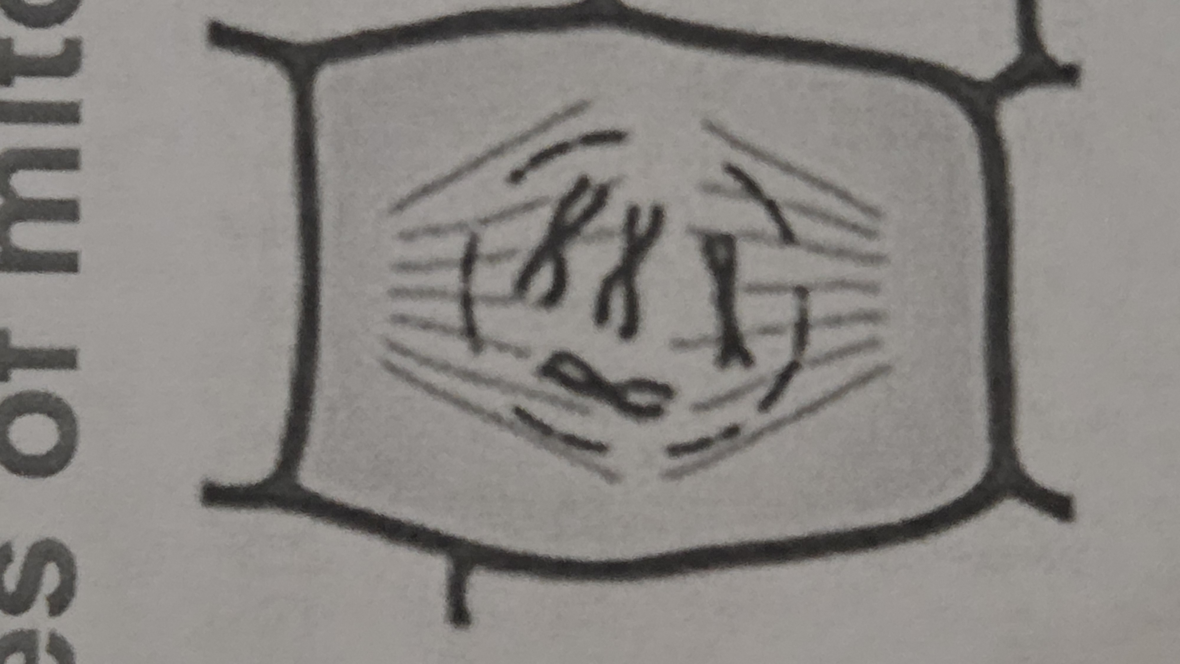 <p>nuclear envelope dissolves and spindles attach to chromosomes</p>