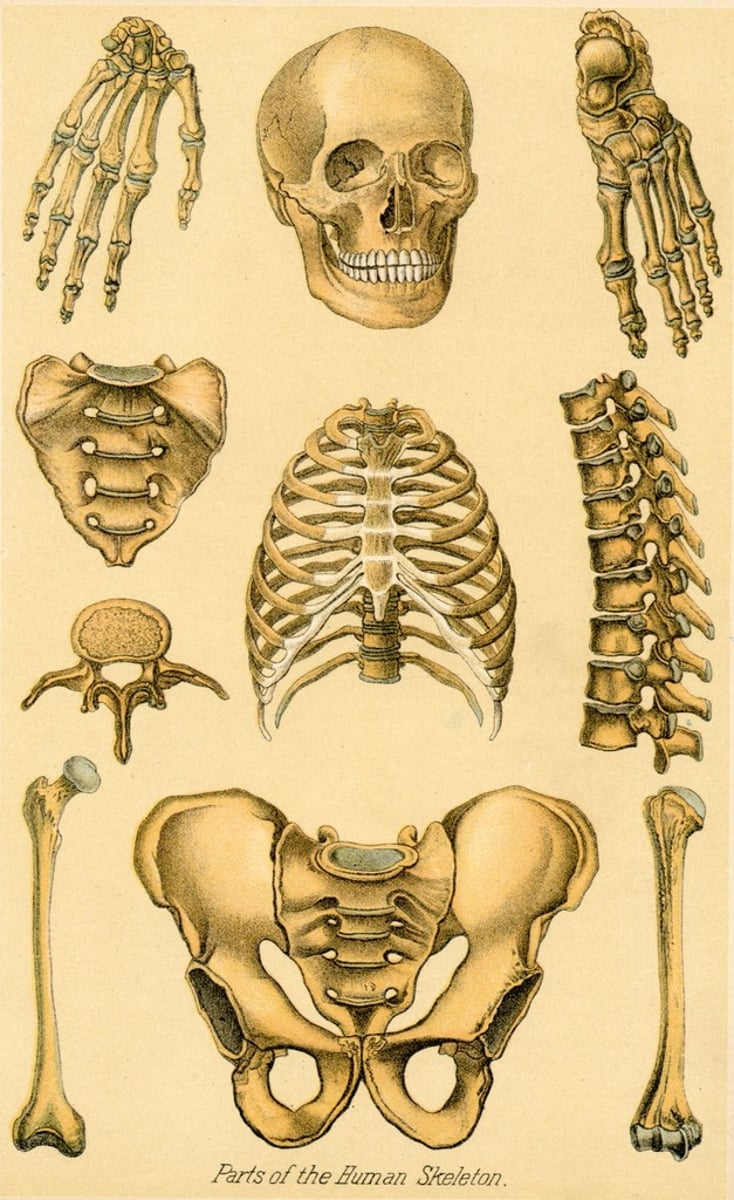 <p>part (divide+part)</p>