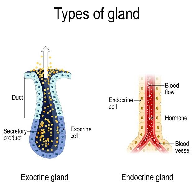 <p>Ductless glands that secrete products, usually hormones, directly into the bloodstream.</p>