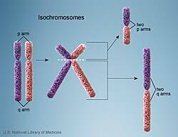 <p>Formed when there is a misdivision of the centromere</p><ul><li><p>Occasionally, the centromere will divide horizontally and the result will be one daughter cell with two sister chromatids of the short arm and the other daughter cell with two sister chromatids of the long arm</p></li></ul><p></p>