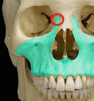 <p>Identify the structure</p>