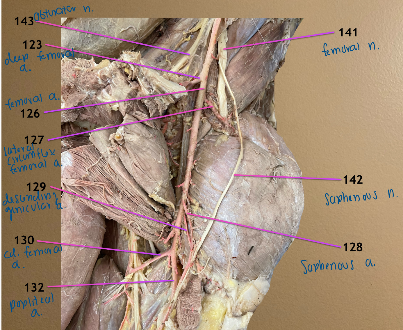 <ol start="141"><li><p>femoral n.: innervates quadriceps femoris, gives rise to 142</p></li><li><p>saphenous n.: passes distally to provide sensory to leg </p></li><li><p>obturator n.: innervates all limb adductors </p></li></ol><p></p>