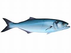 <p>bluefish</p>