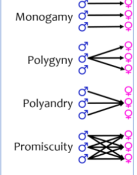<p>Monogamy, Polygyny, Polyandry, Promiscuity</p>