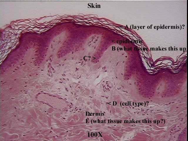 <p>Identify the tissue types shown in the skin:</p>