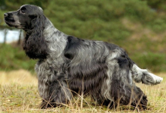 <p>welk type hond is dit</p>