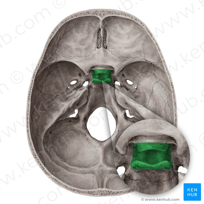 <p>sphenoid bone</p>