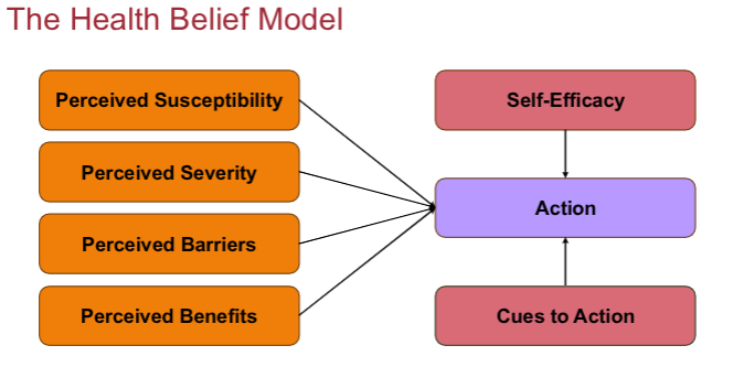 <p>health belief model (6)</p>