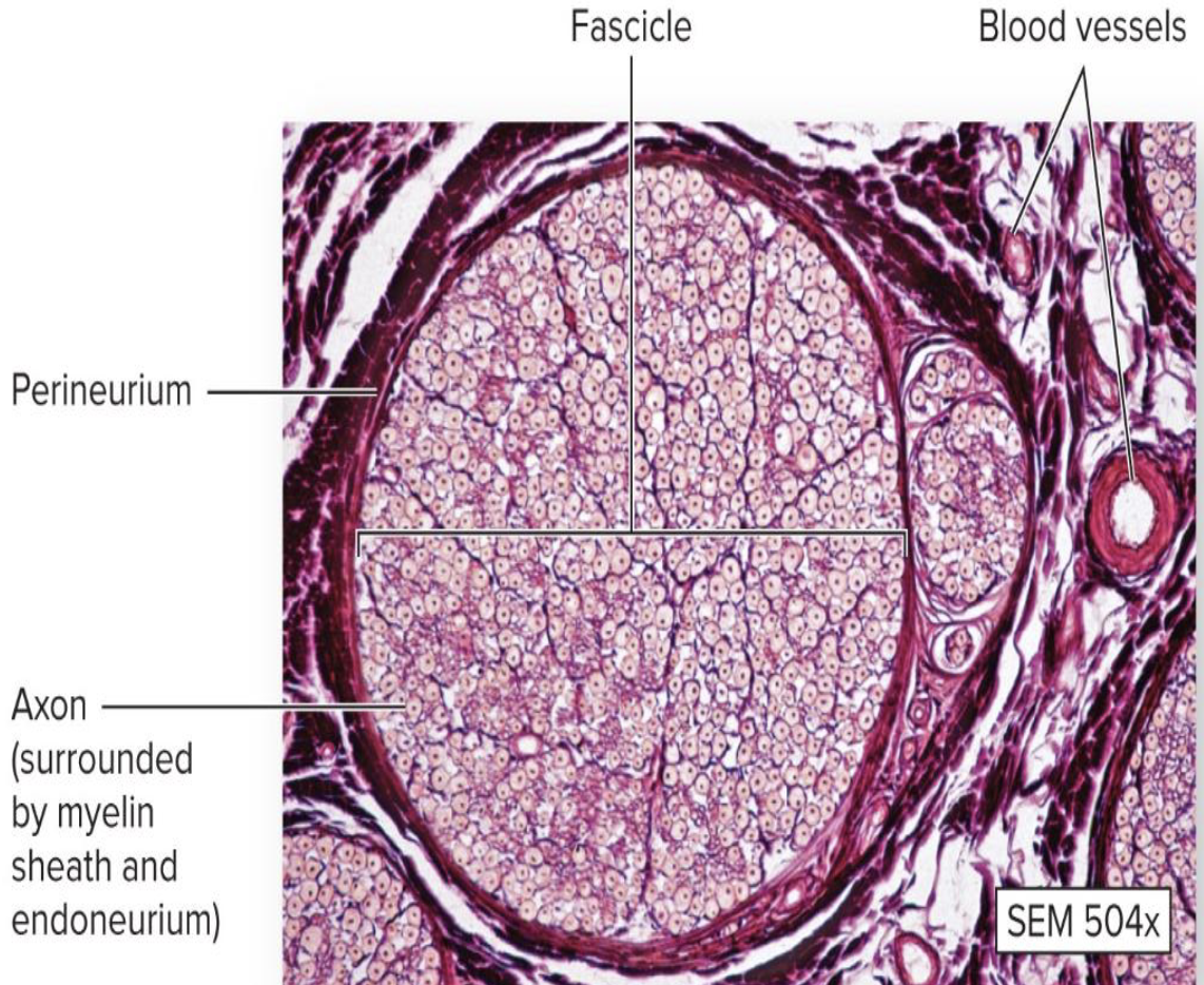 <ul><li><p>What is a fascicle?</p></li><li><p>What else is found in fascicles?</p></li></ul><p></p>