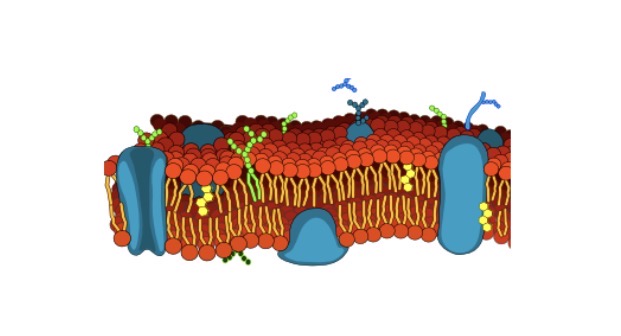 <p>Cell Membrane</p>