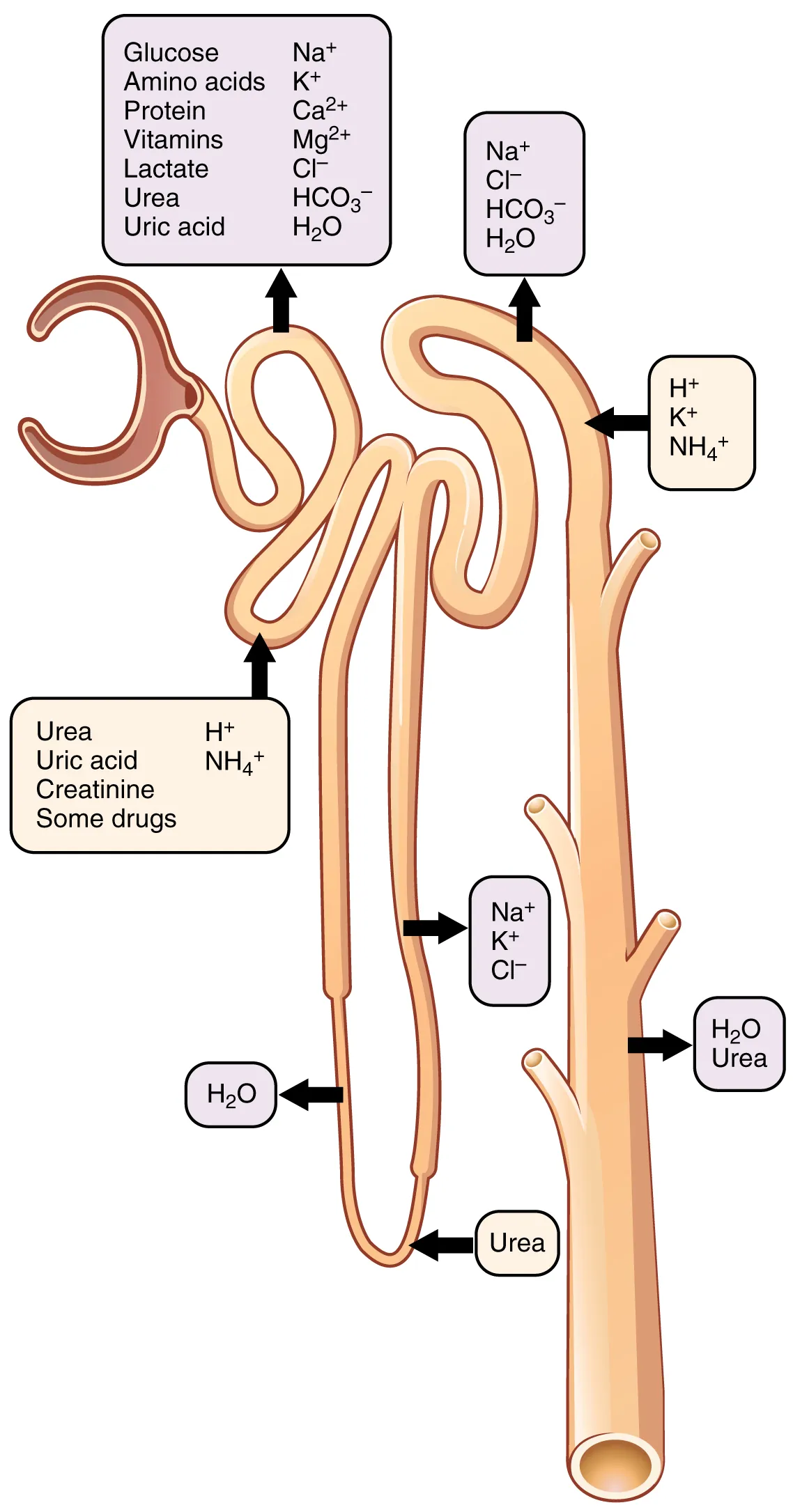 <p>Overview of urine formation (pt 2)</p>
