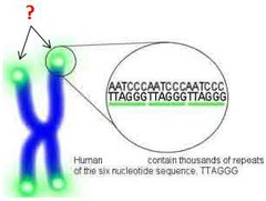 <p>Repeating units (TTAGGG) at the end of DNA that protect eukaryotic chromosomes.</p><p>1) Have high GC content that creates strong attraction at end of chromosome and serves as a protection "knotting off"</p><p>2) Linked to aging due to shortening w/ each replication</p>