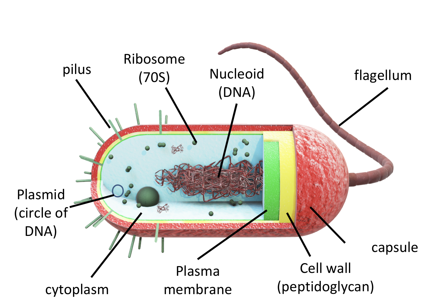 knowt flashcard image