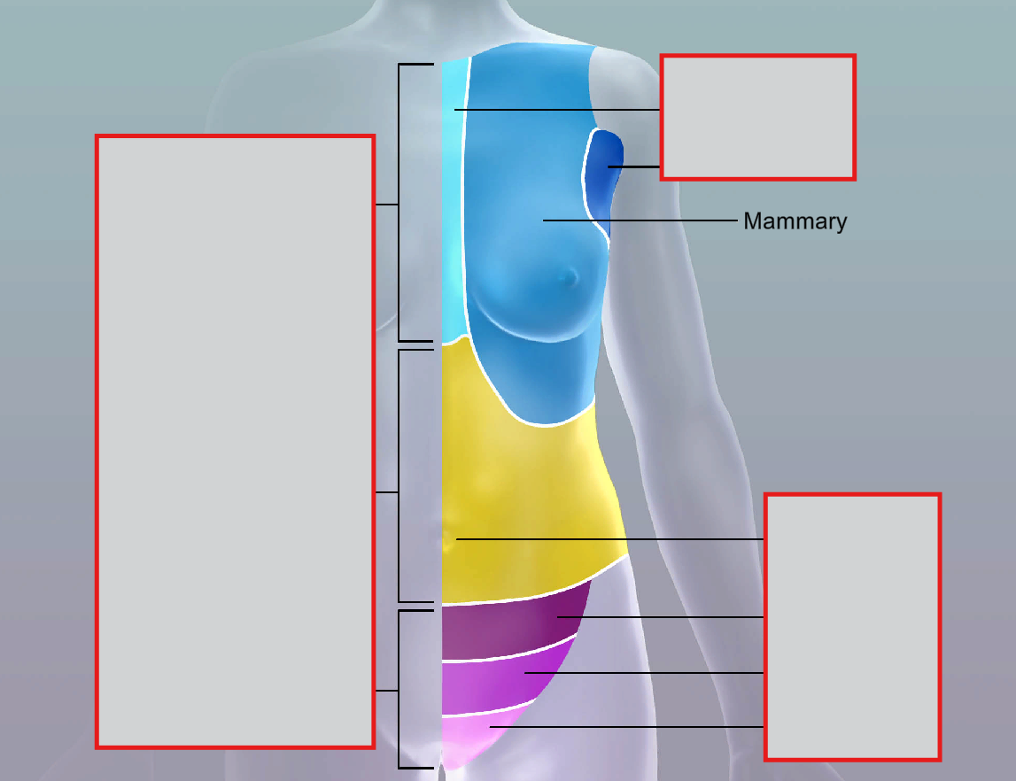 <p>mammary</p>
