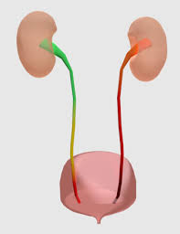 <p><strong>How is urine moved from the kidney to the bladder?</strong></p>
