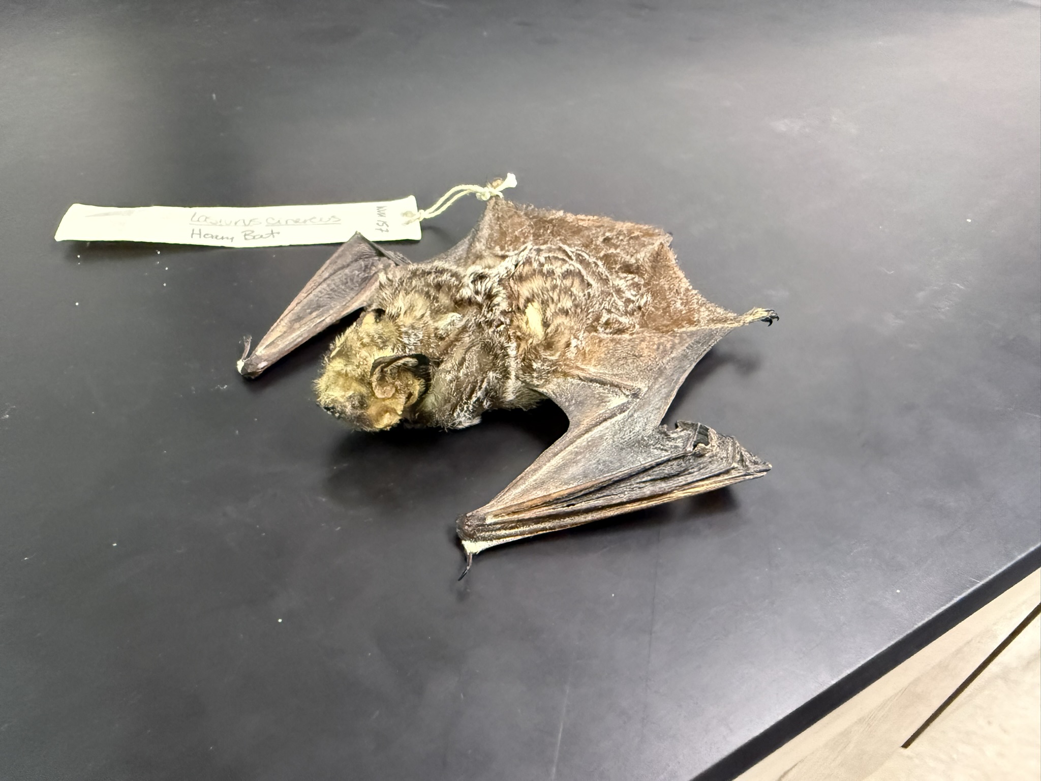 <p>What is the name and taxonomy of the species?</p>