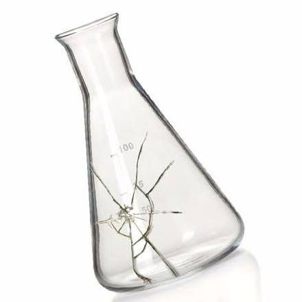 <p>Chipped or Cracked Glassware</p>