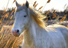 <p>Horse</p>
