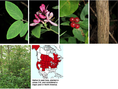 <p>opposite leaves, commonly a drupe, typically hollow twigs</p>