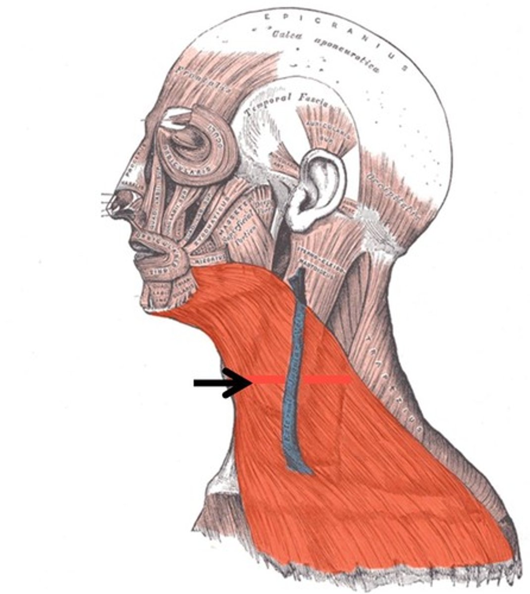 <p>Action - Draws down the lower lip and angles of the mouth; tenses skin of the neck; helps depress mandible</p>
