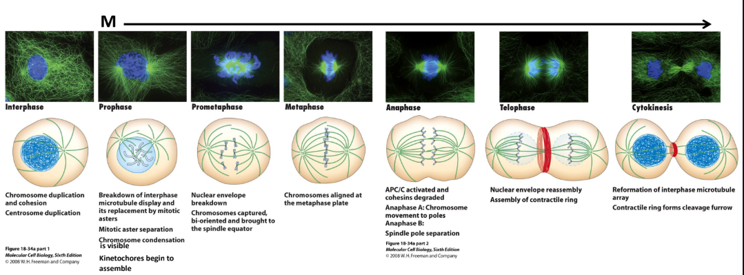 <ul><li><p><strong>Interphase</strong> = chromosome duplication + cohesin + centrosome duplication</p></li><li><p><strong>Prophase</strong> = Breakdown of interphase MT display + Mitotic aster separation + Chromosome condensation = visible + Kinetochores begin to assembly</p></li><li><p><strong>Prometaphase</strong> = nuclear envelop breakdown, chromosomes </p></li><li><p><strong>Metaphase</strong> = chromosome aligned @ metaphase plate </p></li><li><p><strong>Anaphase</strong> = ACP/C activated + cohesin degraded </p><ul><li><p><strong>Anaphase A</strong> = chromosome movement to poles</p></li><li><p><strong>Anaphase B</strong> = spindle pole separation </p></li></ul></li><li><p><strong>Telophase</strong> = Nuclear envelope reassembly + assembly contractile ring </p></li><li><p><strong>Cytokinesis</strong> = interphase MT array reforms + contractile ring = cleavage furrow</p></li></ul><p></p>