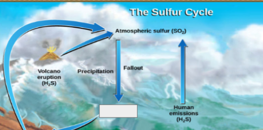 <p>sulfur cycle: name the step</p>