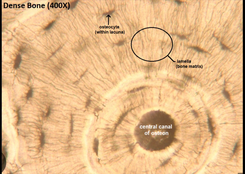 <ul><li><p>hard calficied matrix </p></li><li><p>osteocytes in lacunae</p></li><li><p><strong>FUNCTIONS </strong>→ support, protection, provide lever for muscles </p></li></ul><p></p>
