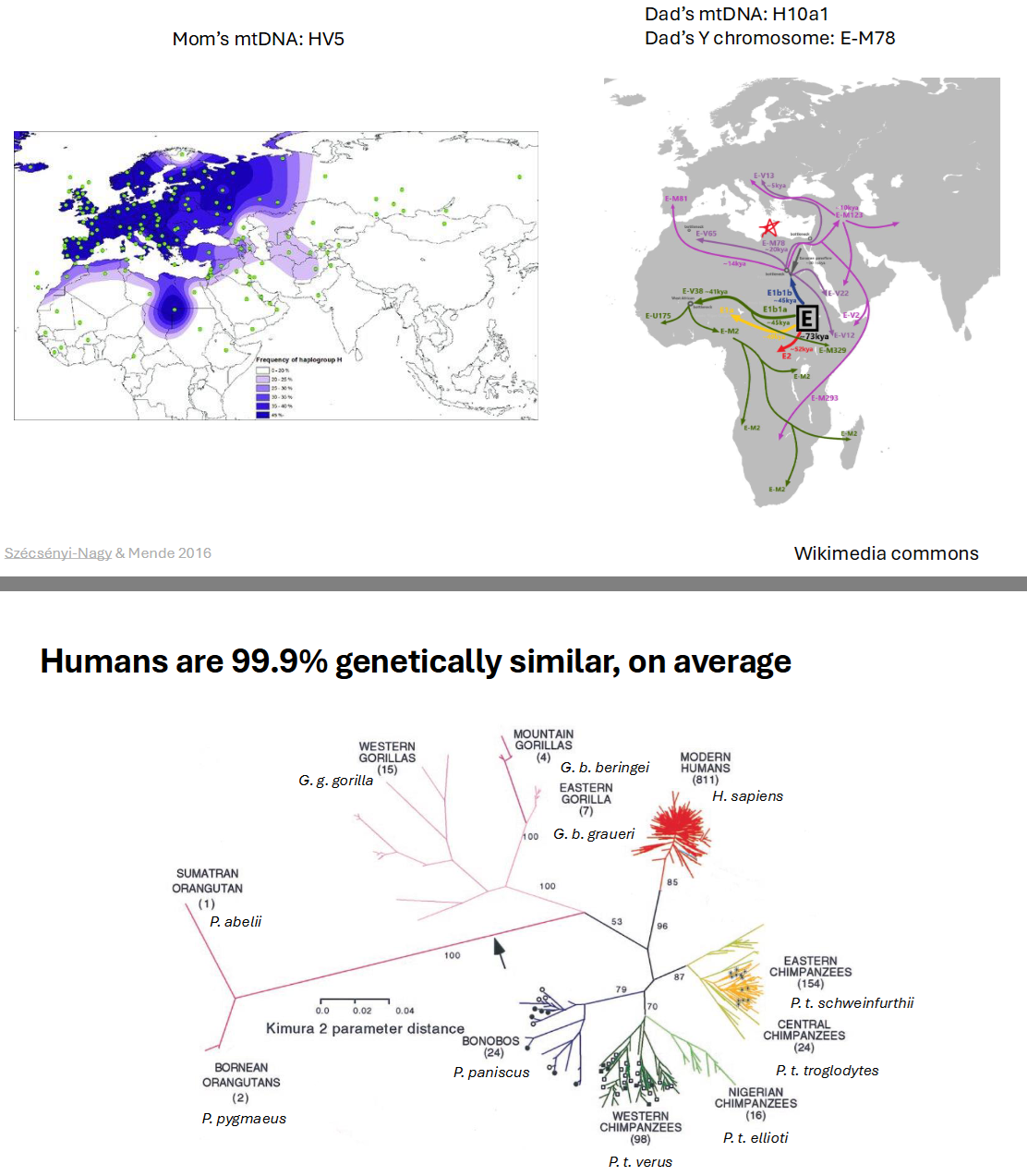 <ul><li><p>SNPs on Y chromosome DNA and mtDNA male and female lineages, respectively</p></li></ul><ul><li><p>Fall into <strong>haplogroups (Haplo means “one”)</strong></p></li></ul><p></p>