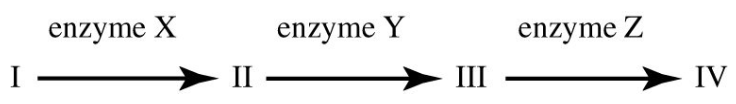 <p>Refer to the metabolic pathway illustrated. If I, II, III and IV are all required for growth, a bacterial strain that does not make enzyme Y would be able to grow on medium supplemented with which of the following compounds? 45) ______</p><p>A) nutrient A only B) nutrient C only</p><p>C) nutrients A and C only D) nutrients B and D only</p>