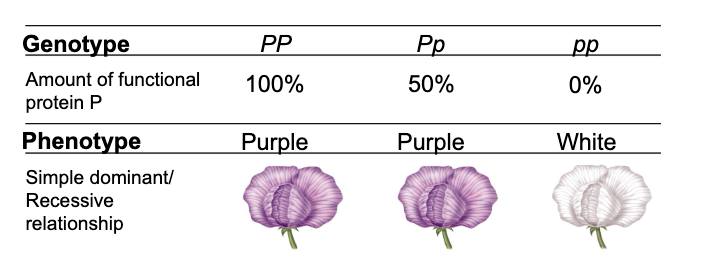 <p>What phenotype does the genotype Pp produce in the flower example?</p>