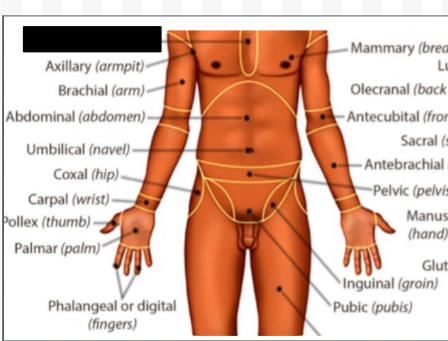 <p>what anatomical region is this?</p>