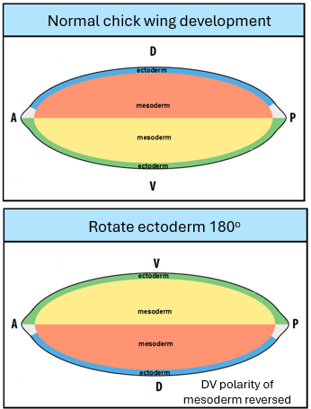 <p>ectoderm determines DV pattern so rotation = DV polarity of mesoderm reversed</p>