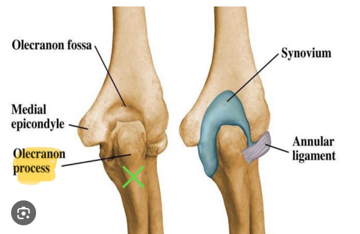<p>Elbow, posterior side</p>