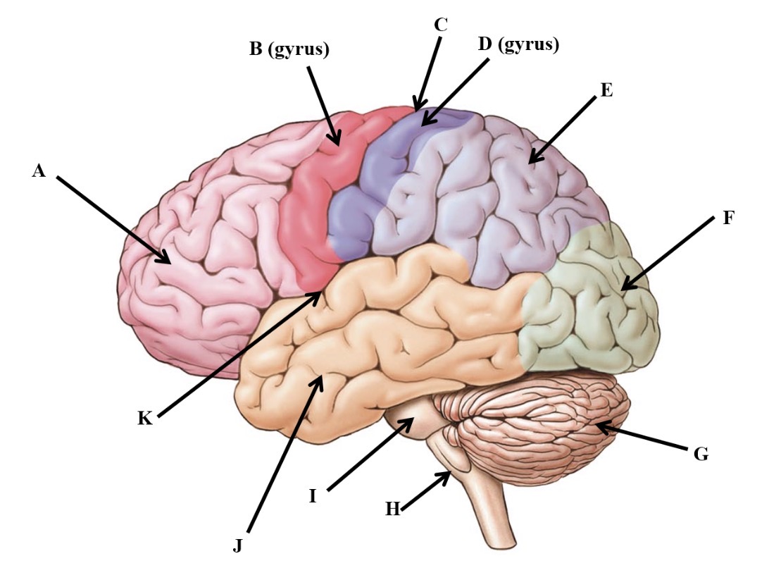 <p>B</p>