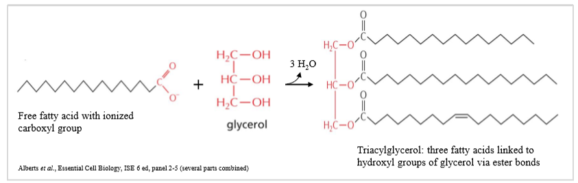 <ul><li><p>formed by condensation reaction between glycerol and three fatty acids </p></li><li><p>triacylglycerides are not amphipathic </p></li><li><p>saturated and unsaturated fatty acids determine structure and packaging of triacylglycerides </p></li></ul><p></p>