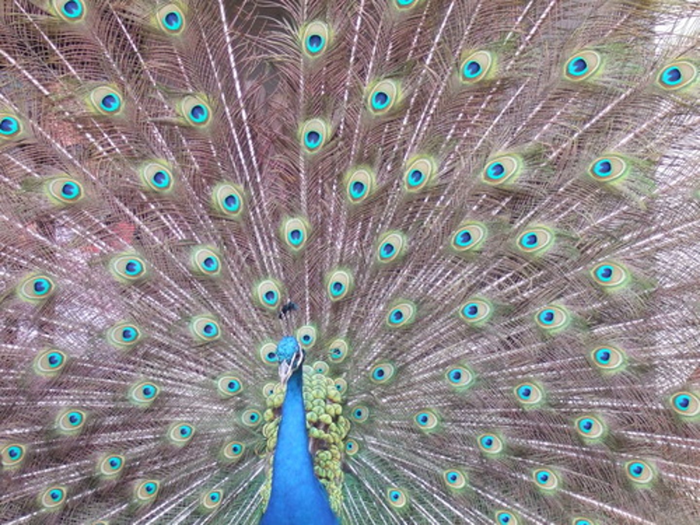 <p>To display/flaunt/show off</p>