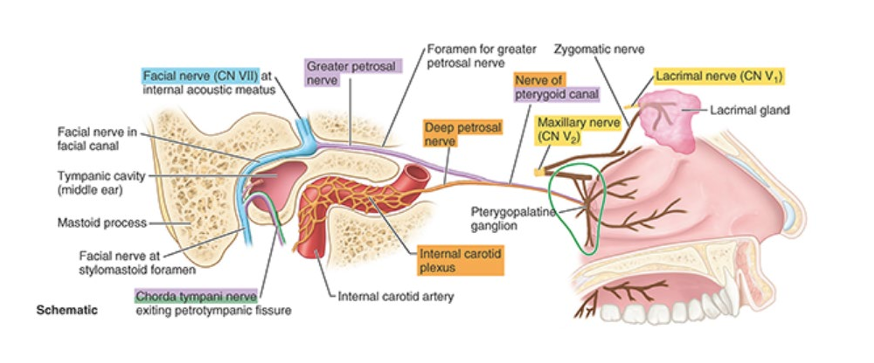<ul><li><p>parasymp secretomotor fibers are conveyed from the <strong>facial nerve</strong></p></li><li><p>vasoconstrictive, postsynap <strong>symp fibers → brought from sup. cervical ganglion</strong></p></li><li><p><strong>branches of V1 and V2 </strong>= also autonomic innervation</p></li></ul><p></p>
