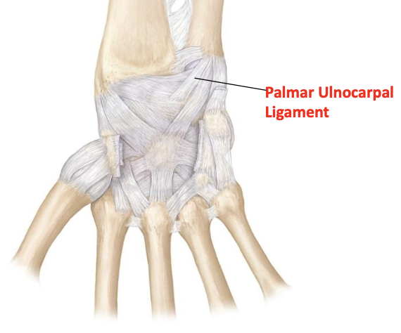 <p>Palmar ulnocarpal ligament</p>