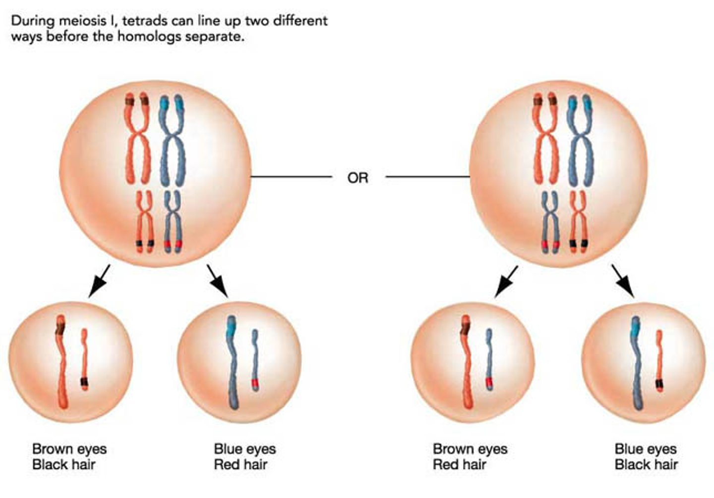 <p>Metaphase I; Random arrangement of chromosomes</p>