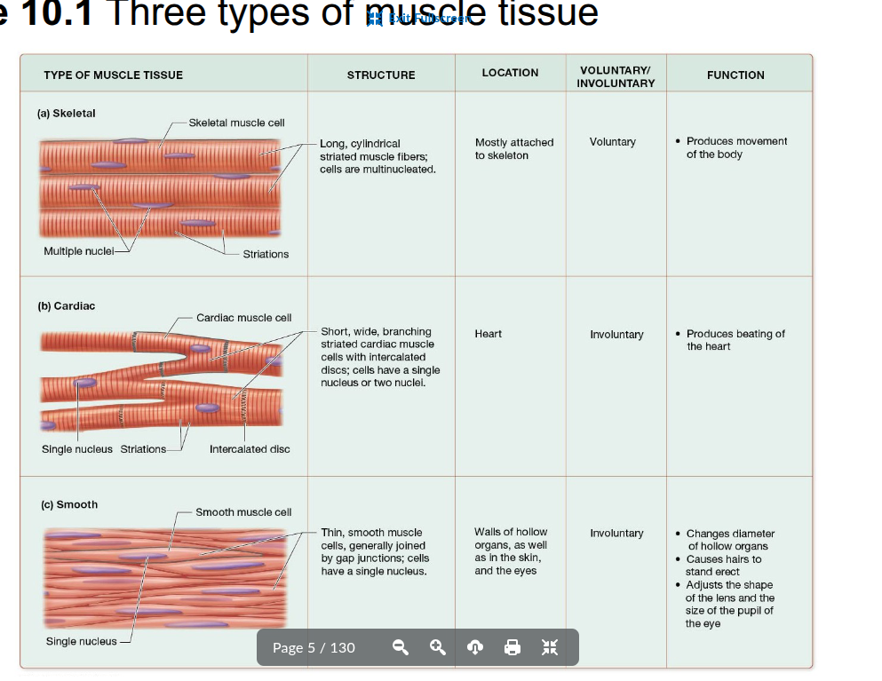 <p>Long, thin, striated, multinucleated cells arranged parallel to each other</p><p>mostly attached to the skeleton</p><p>requires nervous system stimulation and is voluntary</p>