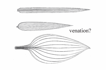 <p>Venation where the main veins run parallel to each other and the leaf margin.</p>