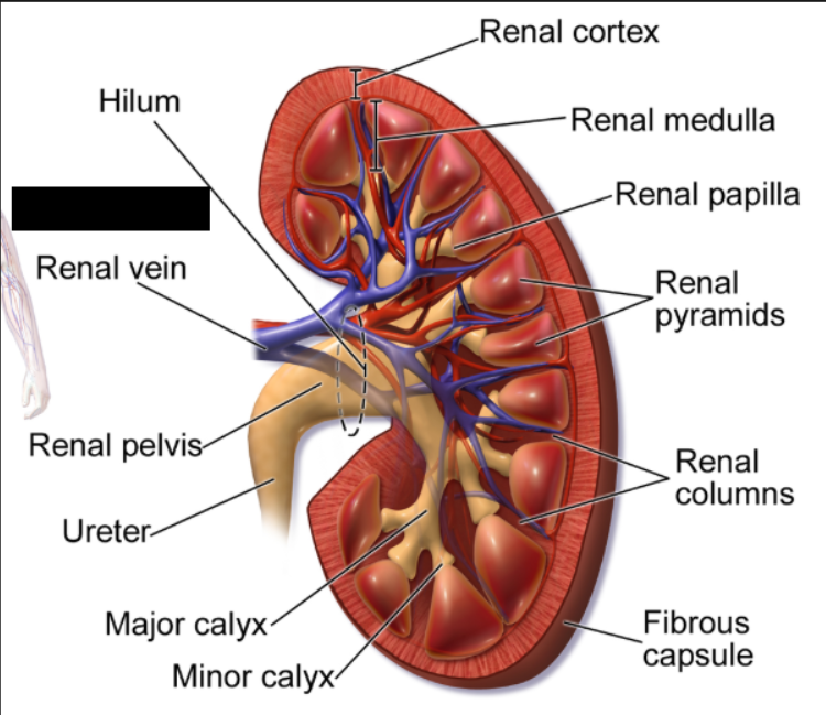 <p><span style="background-color: transparent;">An artery that supplies each kidney with blood. Branches off the abdominal aorta and extends into the hilum of the kidney. Forms smaller branches called <strong>segmental arteries</strong> that form smaller <strong>interlobar arteries</strong>.</span></p>