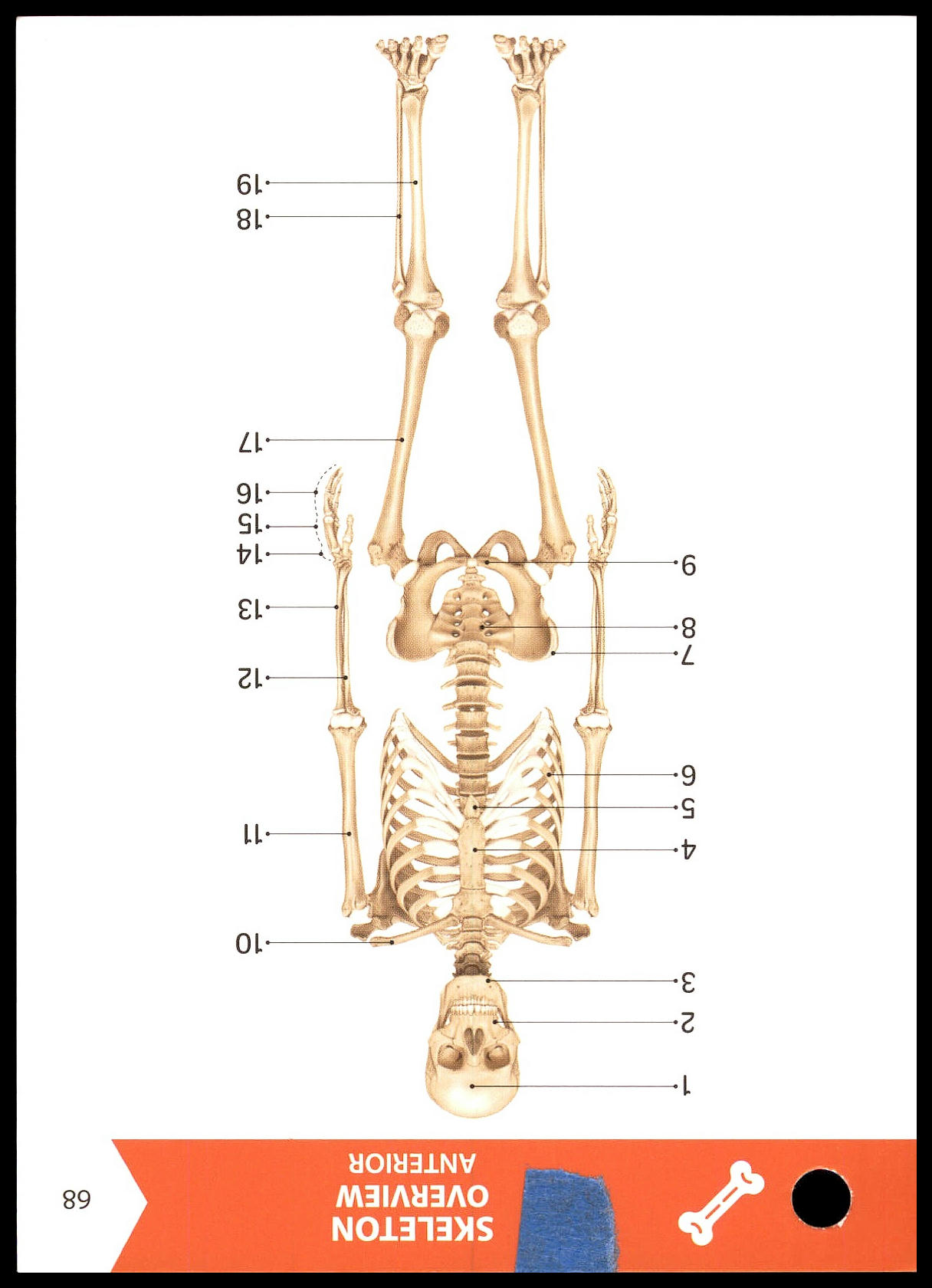 <p>What is Label 4 on Flashcard 68 (Skeleton Overview Anterior)?</p>