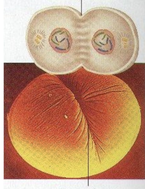 <p>cell membrane pinches in the middle and creates a cleavage furrow</p><p></p>