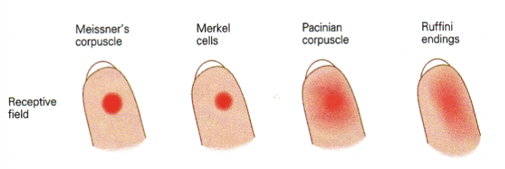 <p>- receptor type</p><p>- location</p>
