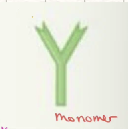 <p>IgE</p>